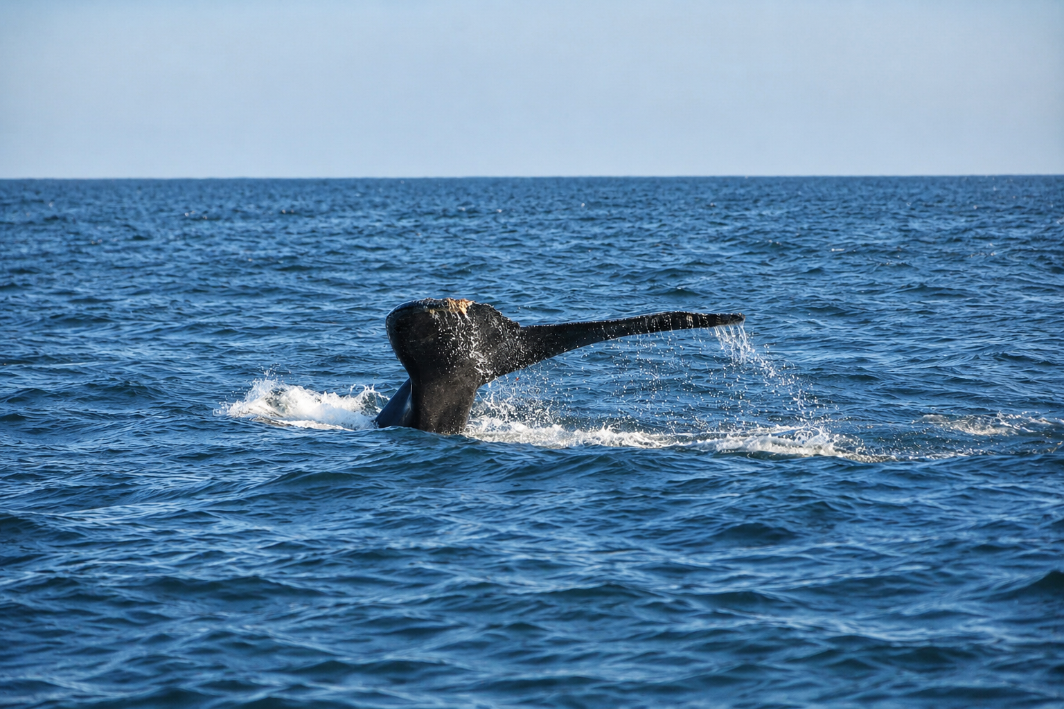 Ballena jorobada adulta saliendo del agua
